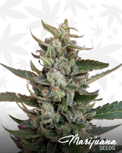 Strawberry Cream min