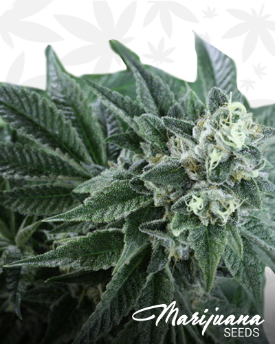 Strawberry Sour Diesel
