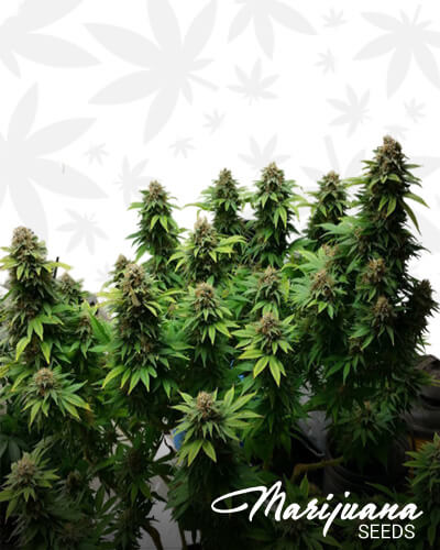 Super Dense