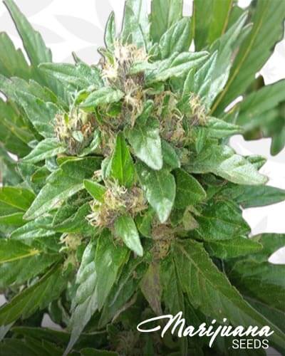 Super Larry of Atlantis x Stardawg91