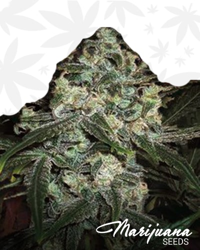 Super Silver Lemon Skunk min