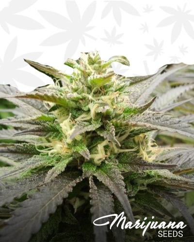Super Silver Sour Diesel min