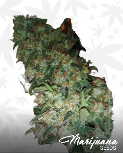 Super Thai x Skunk min