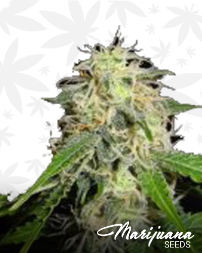 Supercharged Bud min