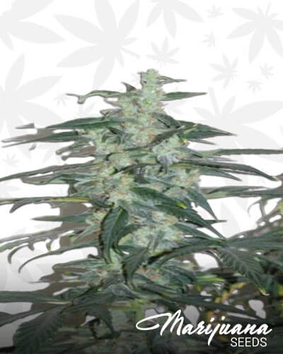 Sweet Mango