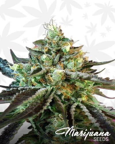 Sweet Nurse Auto CBD