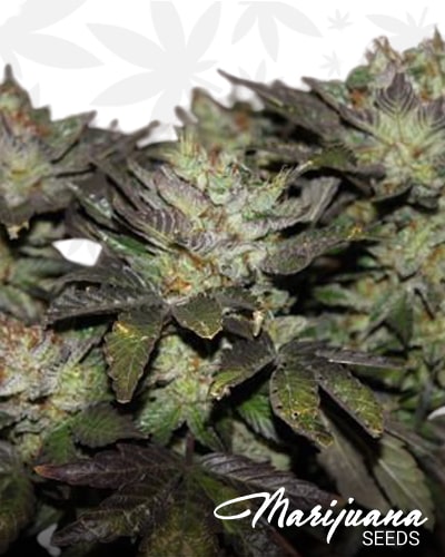 Sweet Pink Grapefruit min