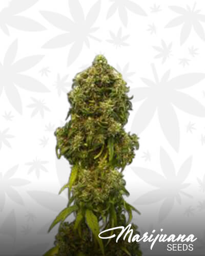 Swiss Dream Auto CBD