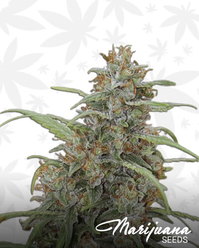 THC Bomb Auto
