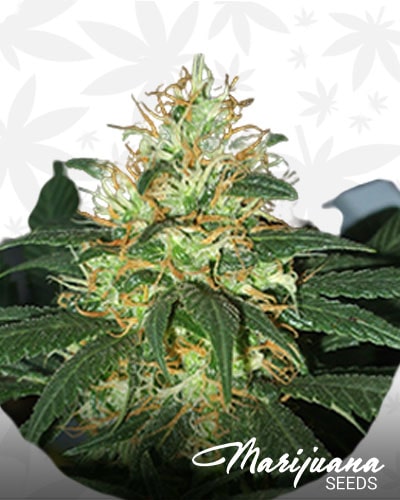 Tangerine Auto min