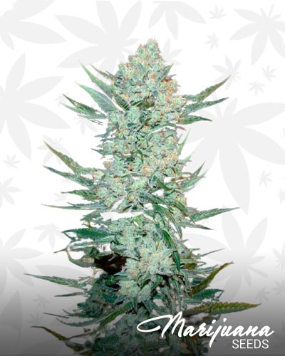 Tangie’matic min 2