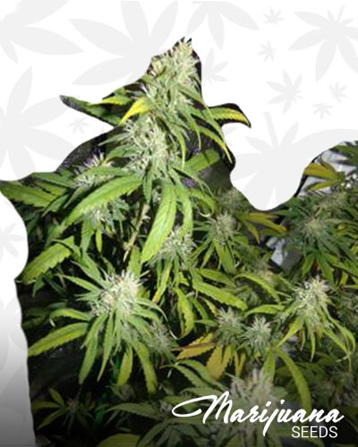 Tha MF Haze min