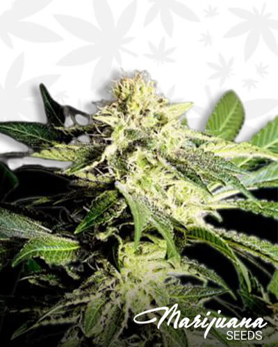 The Bulldog Skunk