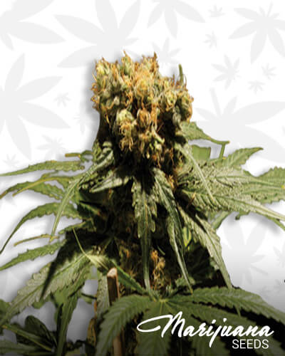 The ChronicAka The Bulldog Chronic