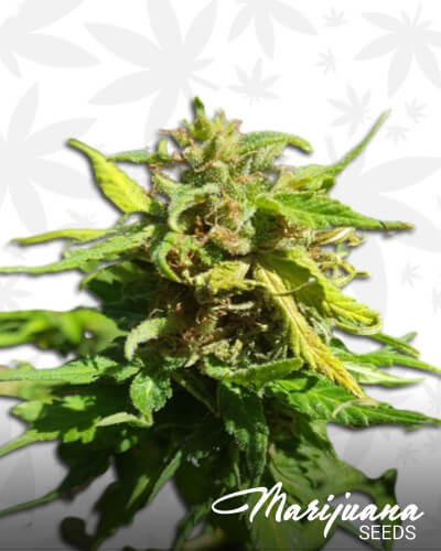 The White OG