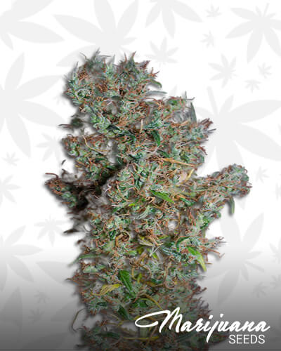 The original Haze