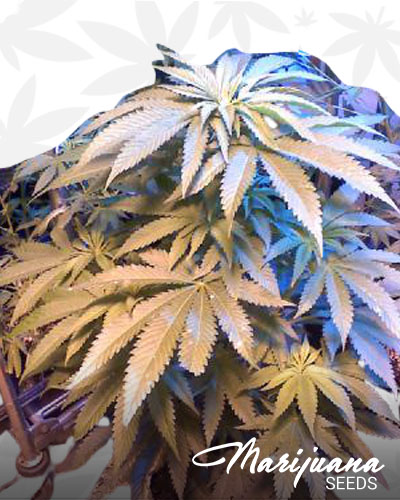 Triangle Haze