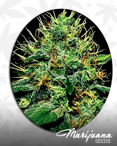 Tropical Dutch
