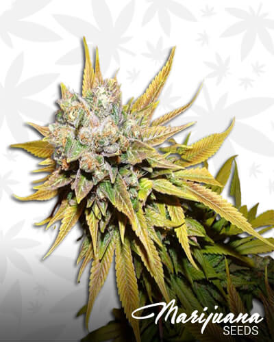 Tropical OG