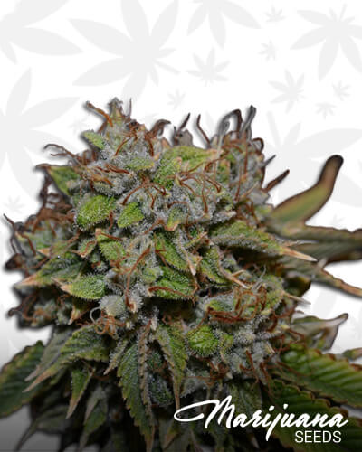 True Sour Diesel