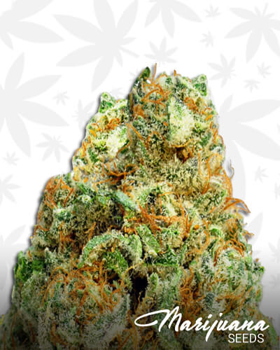 Turbo Bud