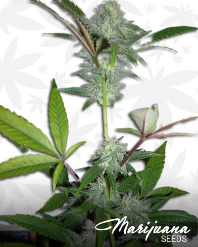 Twisted HashPlant OG Kush