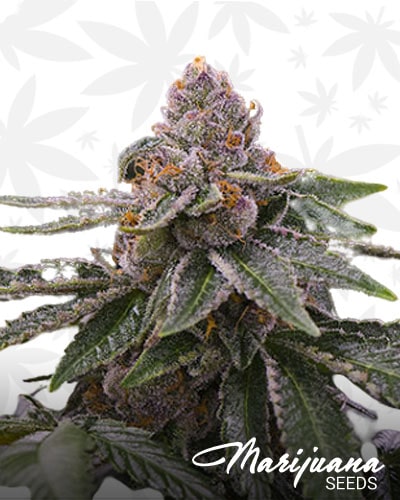 Tyrian Kush strain