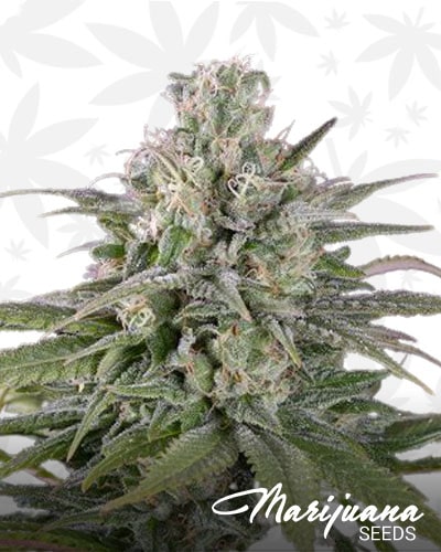 UK Cheese Auto min