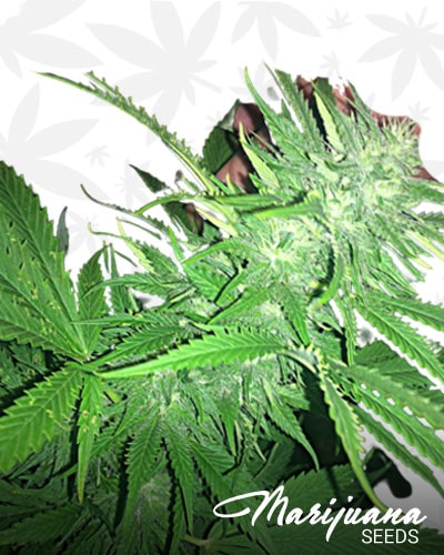 Ultimate Banana Kush min 1
