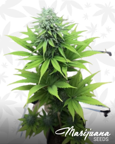 Ultra Chem SFV