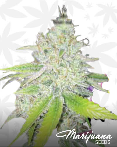Ultra Glue 1