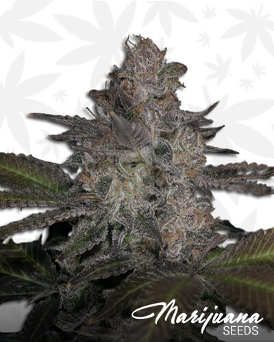 Ultra Violet OG