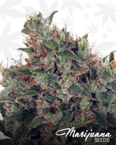 UltraSour 1