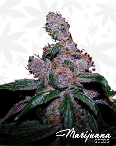Ursa Major Strain