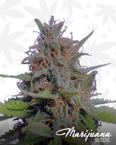 Venus Cookies Auto Marijuana Seeds