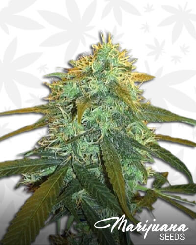 Vintage Skunk 1