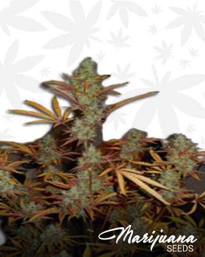West Coast Bubba