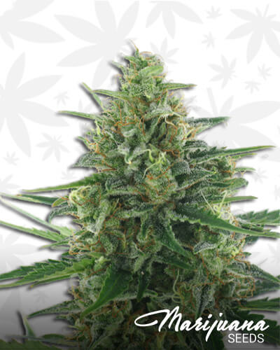 White Express