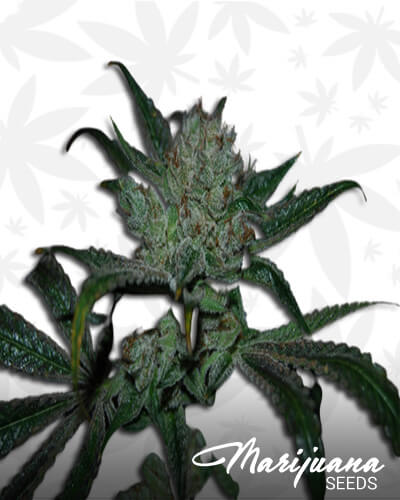 White Fire Alien