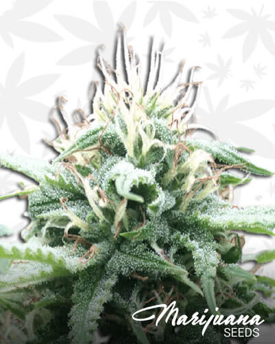 White Fire Widow OG