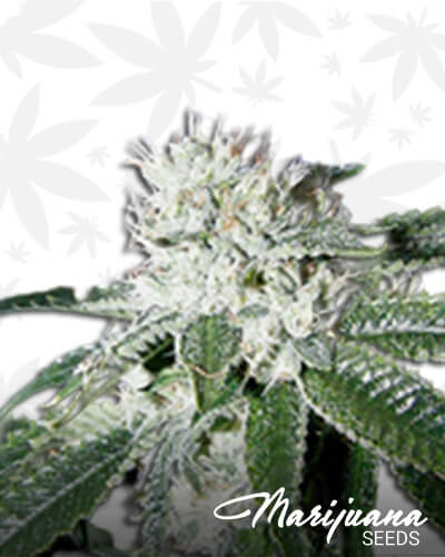 White Forest