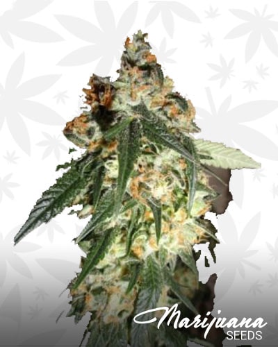 White Ghost Dawg min