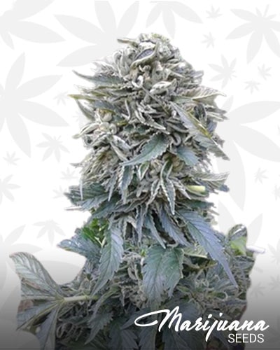White Ghost strain