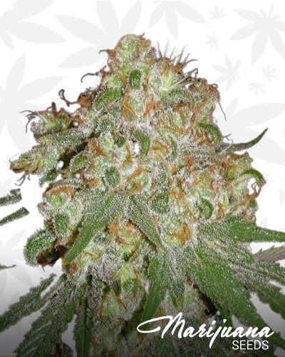 White Lady OG min