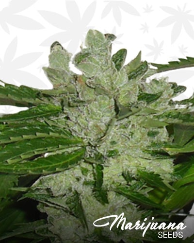 White Lion OG min 1