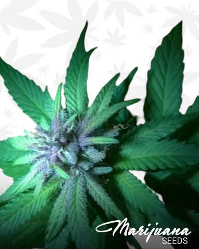 White Querkle min