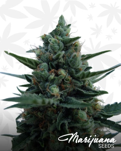 White Rush Auto min
