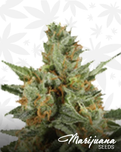 White Skunk 2 min