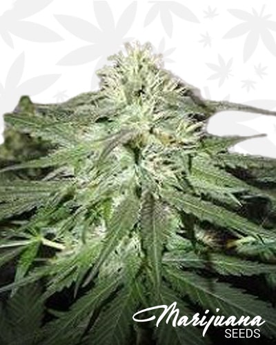White TangHaze Outerspace min 1