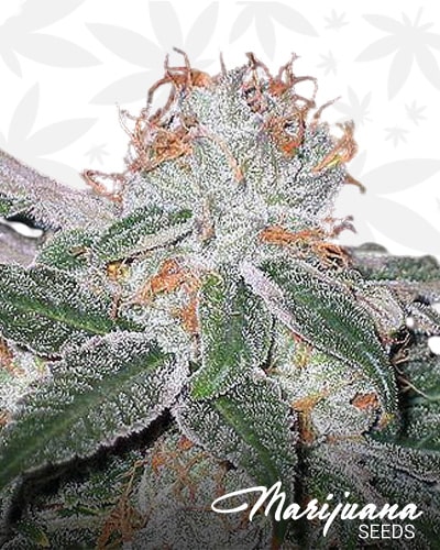 White Weed min